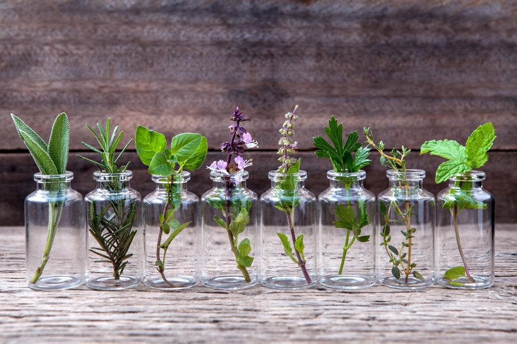 5 Ways Terpenes Can Optimise Your Health