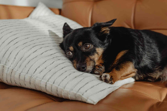 Small dog lying on a pillow with a worried expression, showing signs of anxiety