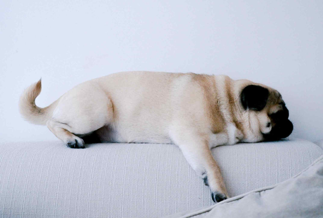 Small dog lying stretched out on a couch in a resting position