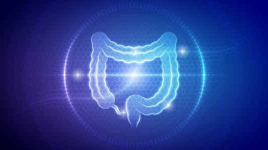 How the Endocannabinoid System Supports Gut Health: The Role of Hemp and Terpenes